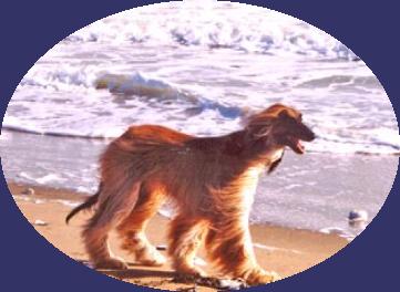 Dizzie