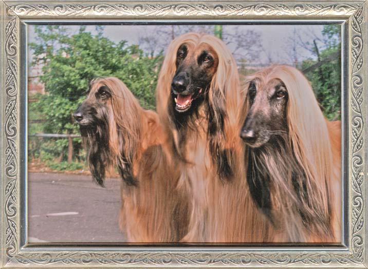 Pensioners